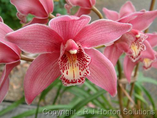 Orchid Cymbidium Pink 1 